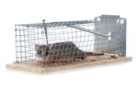 Photo for Glis glis in a live trap isolated on white - Royalty Free Image