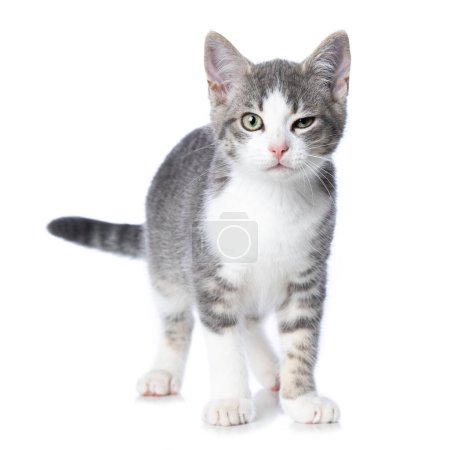 Photo for Cute tabby kitten isolated on white background - Royalty Free Image