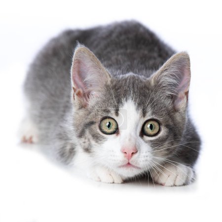 Téléchargez les photos : Mignon chaton tabby isolé sur fond blanc - en image libre de droit