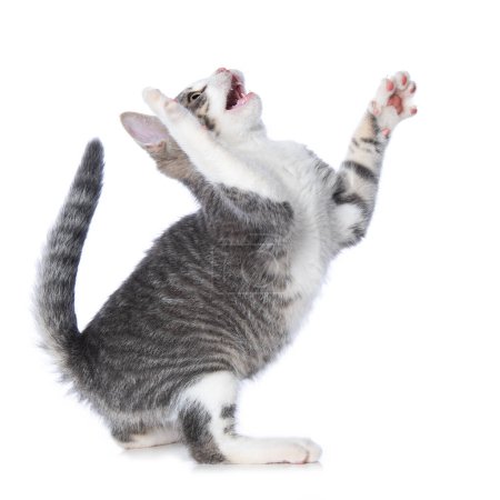 Téléchargez les photos : Mignon chaton tabby isolé sur fond blanc - en image libre de droit