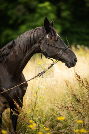 Photo for Black warmblood horse in a summer field - Royalty Free Image