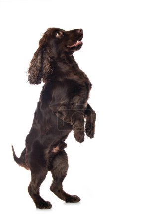 Téléchargez les photos : Cocker chien épagneul debout sur les pattes arrière isolé sur blanc - en image libre de droit