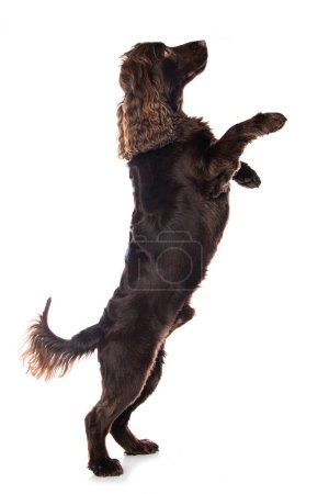 Photo for Cocker spaniel dog standing on hind legs isolated on white - Royalty Free Image