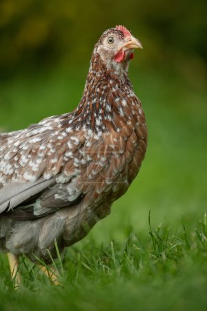 Photo for Chicken in a summer meadow - Royalty Free Image