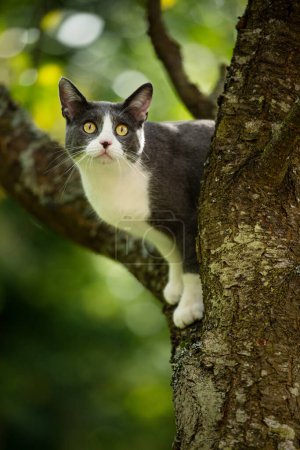 Téléchargez les photos : Chat domestique sur un arbre avec fond de nature - en image libre de droit