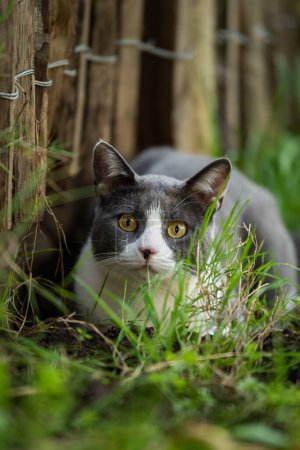 Téléchargez les photos : Chat domestique dans un jardin - en image libre de droit