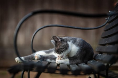 Téléchargez les photos : Chat domestique sur un banc de jardin léchant sa patte - en image libre de droit