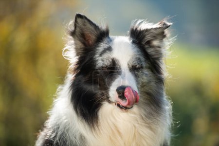 Téléchargez les photos : Border collie chien lèche sa bouche - en image libre de droit