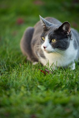 Téléchargez les photos : Chat domestique dans un jardin chassant une souris - en image libre de droit