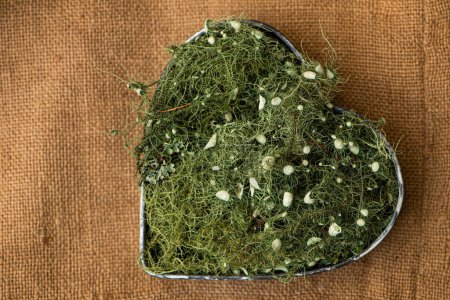 Téléchargez les photos : Coeur en métal avec lichen frais sur toile de jute brune - en image libre de droit