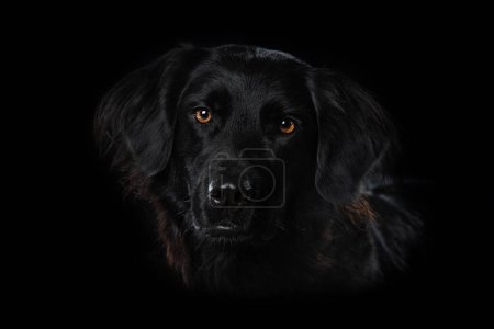 Foto de Perro negro sobre fondo negro - Imagen libre de derechos