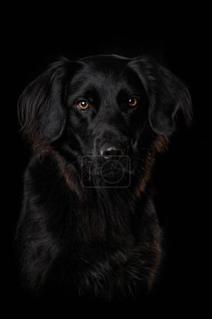 Foto de Perro negro sobre fondo negro - Imagen libre de derechos