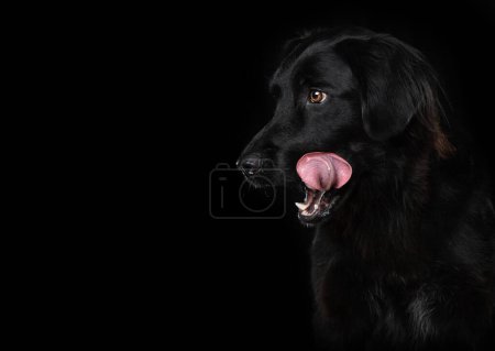 Photo for Black dog on black background licks his mouth - Royalty Free Image