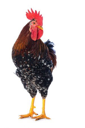 Photo for Cock isolated on white background - Royalty Free Image