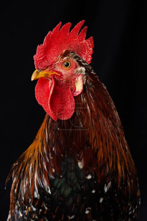 Photo for Cock isolated on black background - Royalty Free Image