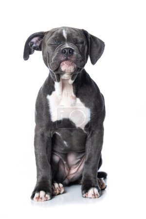 Photo for Old english bulldog puppy isolated on white background - Royalty Free Image