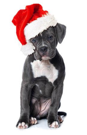 Photo for Old english bulldog puppy with santa hat isolated on white background - Royalty Free Image