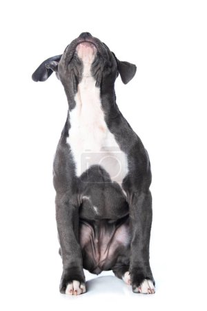 Foto de Antiguo bulldog inglés aislado sobre fondo blanco - Imagen libre de derechos