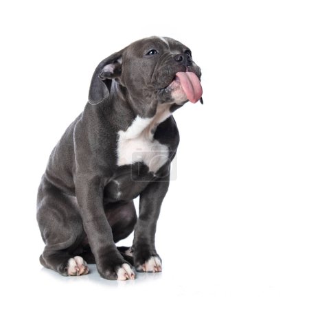 Téléchargez les photos : Vieux chiot bulldog anglais isolé sur fond blanc - en image libre de droit