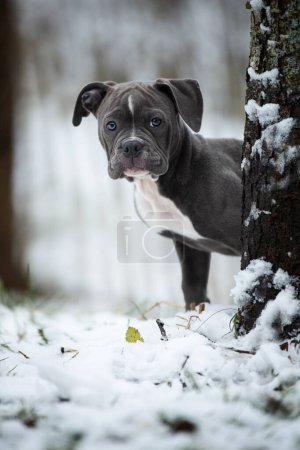 Foto de Antiguo bulldog inglés cachorro en el paisaje de invierno - Imagen libre de derechos