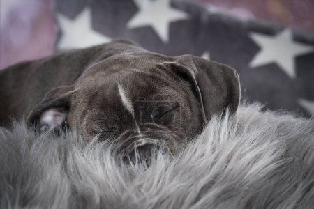 Foto de Viejo bulldog inglés cachorro acostado en una piel de oveja - Imagen libre de derechos