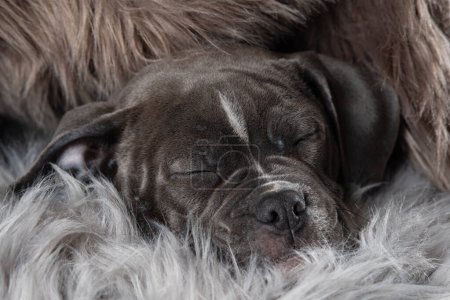 Foto de Viejo bulldog inglés cachorro acostado en una piel de oveja - Imagen libre de derechos