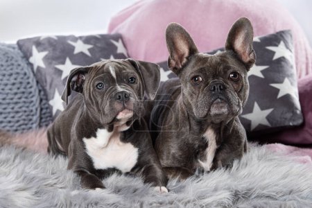 Foto de Dos perros tumbados en un sofá - Imagen libre de derechos