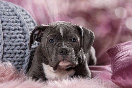Photo for Old english bulldog puppy lying on a couch - Royalty Free Image