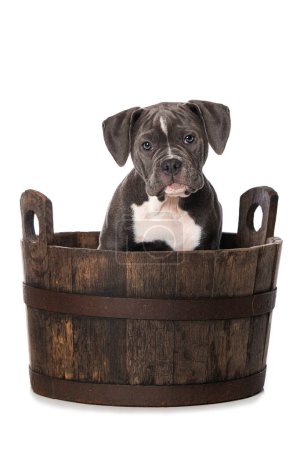 Foto de Viejo bulldog inglés cachorro en una olla de madera - Imagen libre de derechos