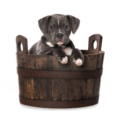 Photo for Old english bulldog puppy in a wooden pot - Royalty Free Image