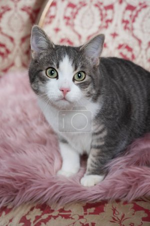 Foto de Joven gato tabby en un sofá - Imagen libre de derechos