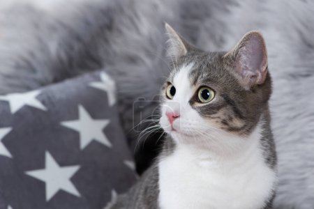 Téléchargez les photos : Jeune chat tabby sur un canapé - en image libre de droit