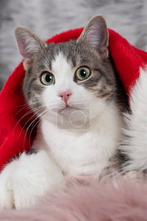 Foto de Lindo gato tabby joven con sombrero de santa - Imagen libre de derechos