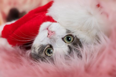 Foto de Lindo gato tabby joven con sombrero de santa - Imagen libre de derechos