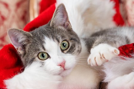 Téléchargez les photos : Mignon jeune chat tabby avec santa chapeau - en image libre de droit