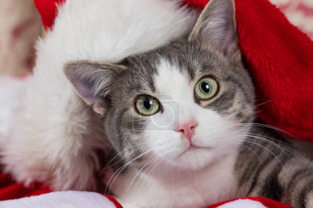 Photo for Cute young tabby cat with santa hat - Royalty Free Image