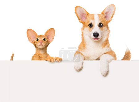 Foto de Perro y un gatito con grandes orejas aisladas sobre fondo blanco - Imagen libre de derechos