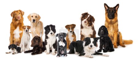Group of many breed dogs isolated on white and looks to the camera