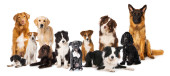 Group of many breed dogs isolated on white and looks to the camera Poster #652011390