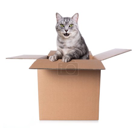 Téléchargez les photos : Tabby chat est assis dans une boîte et regarde dehors - en image libre de droit