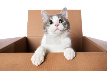 Téléchargez les photos : Tabby chaton est assis dans une boîte et regarde dehors - en image libre de droit