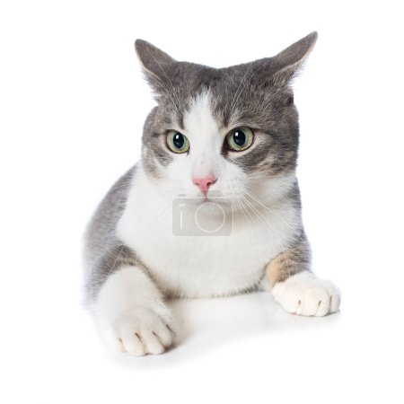 Téléchargez les photos : Mignon chaton tabby couché isolé sur fond blanc - en image libre de droit