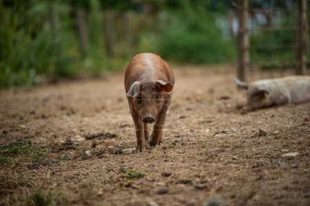 Téléchargez les photos : Porcs domestiques au pâturage - en image libre de droit