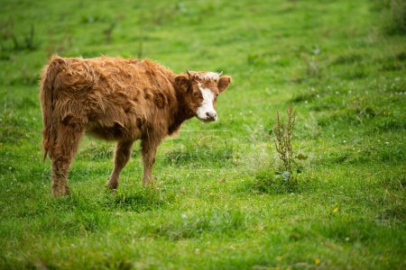 Foto de Vacas en un prado verde - Imagen libre de derechos