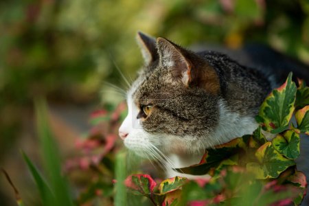 Foto de Adulto gato doméstico en la naturaleza fondo - Imagen libre de derechos