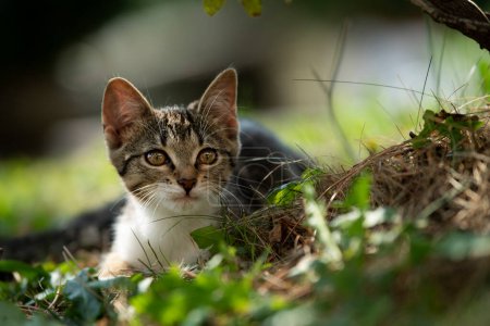 Photo for Cute tabby kitten in nature background - Royalty Free Image