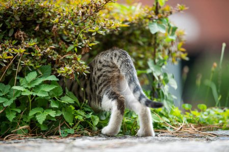 Téléchargez les photos : Mignon tabby chaton dans la nature fond - en image libre de droit
