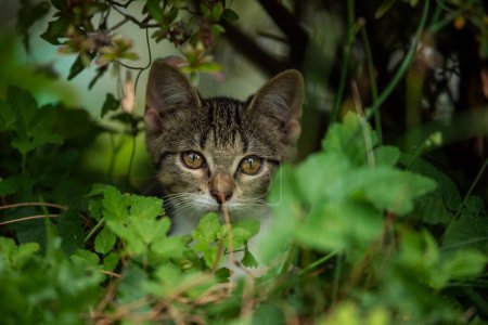 Foto de Lindo tabby gatito en naturaleza fondo - Imagen libre de derechos