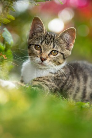 Téléchargez les photos : Mignon tabby chaton dans la nature fond - en image libre de droit
