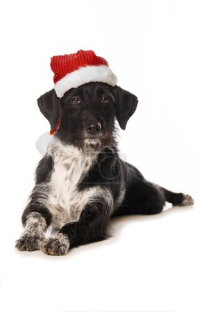 Mischlingshund mit Weihnachtsmütze isoliert auf weißem Hintergrund